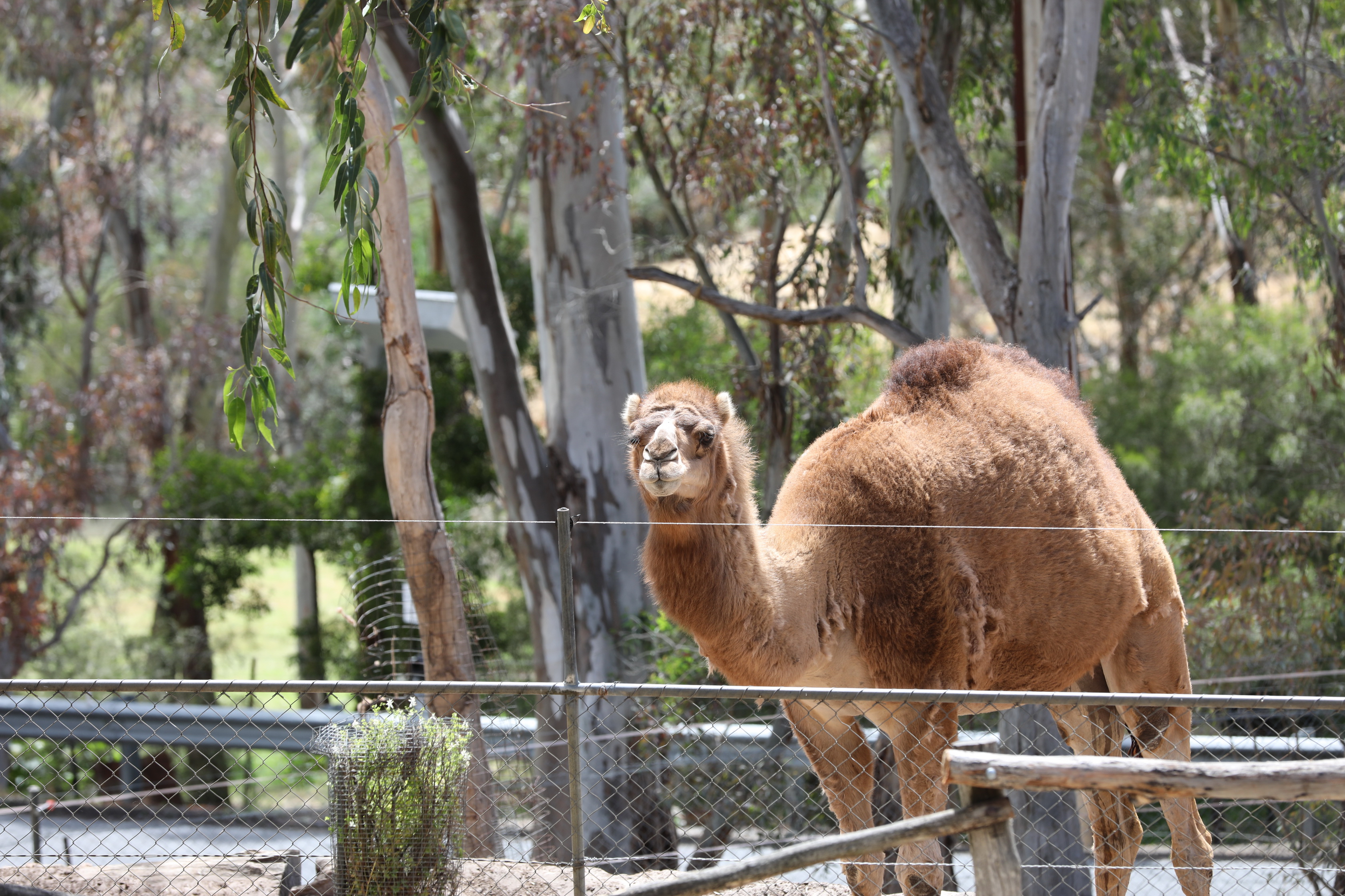 2019 11 22 15 06 45 Canon EOS 5D Mark IV 0018